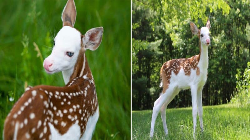 Rare White-Faced Fawn Finds Happiness at Animal Farm after Being Rejected by Mom at Birth!