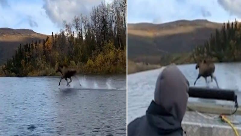 Magical moment elk runs like flying on the water