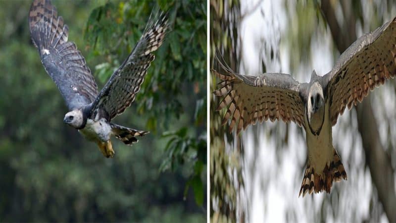 The Harpy Eagle: Majestic Ruler of the Sky