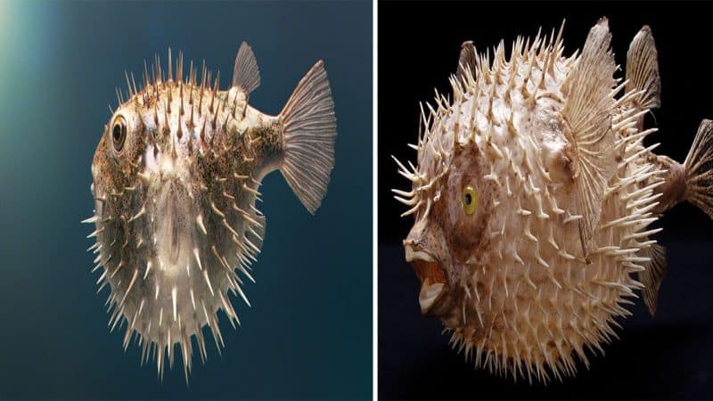 The Enigmatic Puffer Fish: Nature’s Marvel of Defense and Intriguing Adaptations