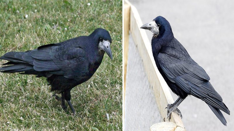 Corvus fruitless: Importance and behavior of the European black crow