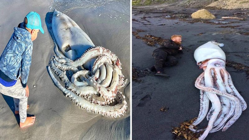 Incredible and Sad Discovery: Rare 7-Foot Giant Squid Washes Up on Beach