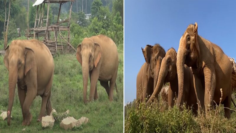 Heartwarming Reunion: Woman Reconnects with Beloved Elephant Companion