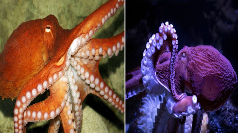 Octopuses are like aliens living among us — they do a lot of things differently from land animals, or even other sea creatures.