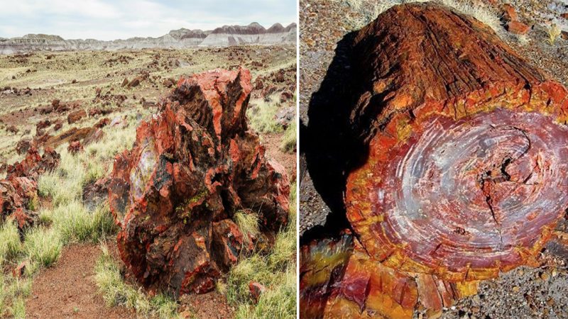 Ancient Petrified Opal Tree Trunk in Arizona: A 225 Million-Year-Old Marvel