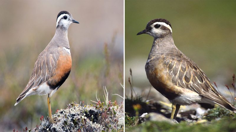 Majestic Dotterel: The Elegant Plover of Open Lands