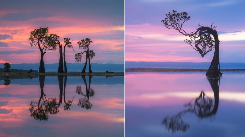 Sumba Dancing Trees: The Enchanting Spectacle of Nature