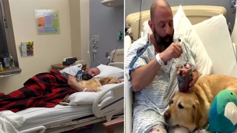 Magnus: The Loyal Dog Who Stays by His Owner’s Side, Even in the Hospital