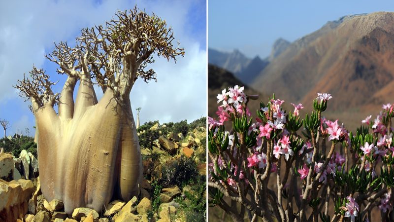 Extraordinary place that showcases plant life unlike anywhere else on Earth, the Socotra Island.