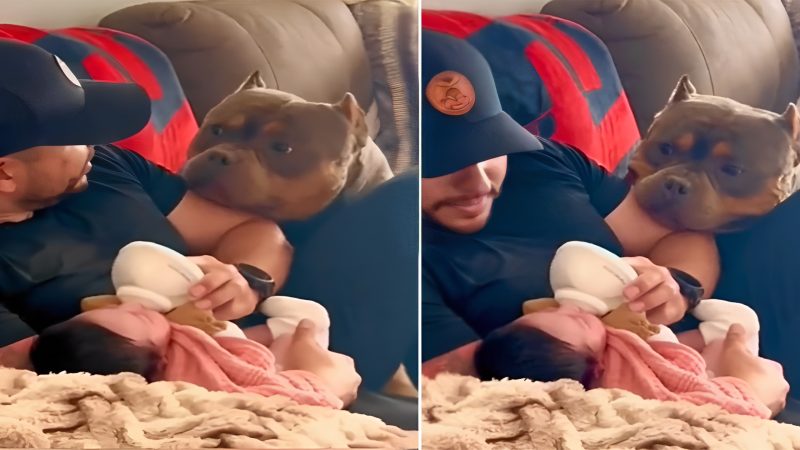 Adorable dog smiling at the baby makes everyone amused