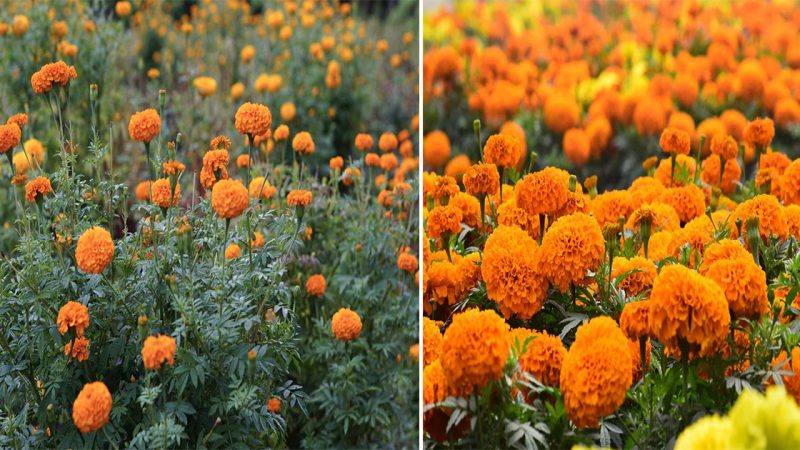 Marigold Garden: A Riot of Color and Beauty