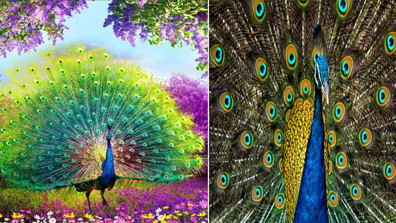 Majestic Beauty Unveiled: The Enigmatic World of Peacocks