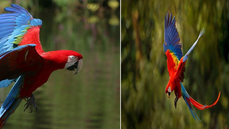 The Brilliant Beauty of the Scarlet Macaw: Nature’s Fiery Feather Jewel