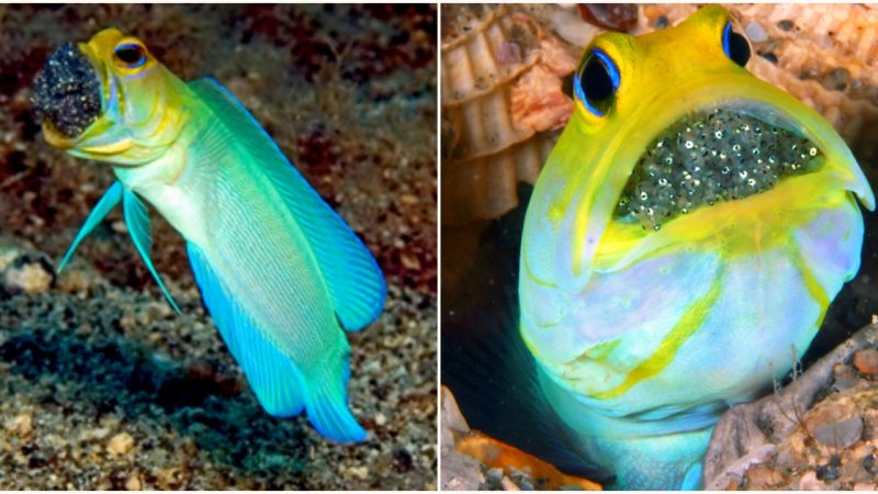 The Fascinating Phenomenon of Mouthbrooding: Male Fish’s Selfless Sacrifice for Offspring Survival