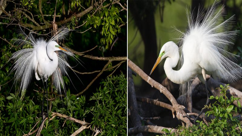 The Great Egret: Graceful Majesty of Wetlands and Beyond