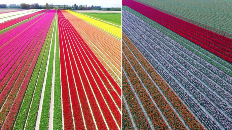 Experience the charm and beauty of the colorful tulip fields in Hollande