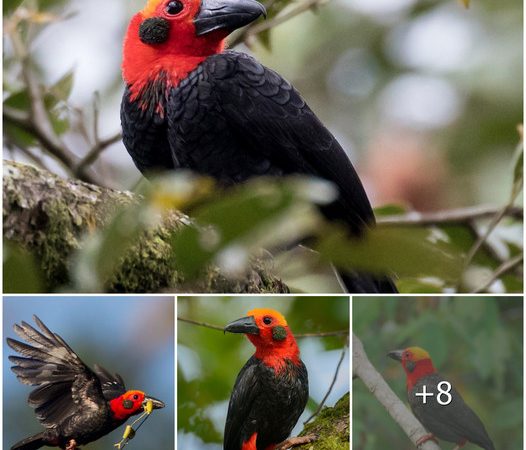 Bornean Bristlehead: A Singular Avian Marvel of Borneo