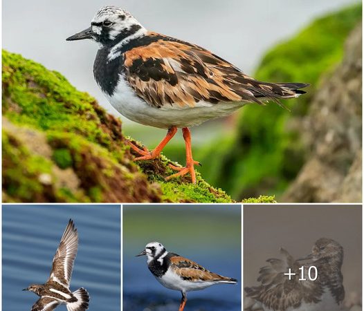 The Turnstone: A Master of the Rocky Shore