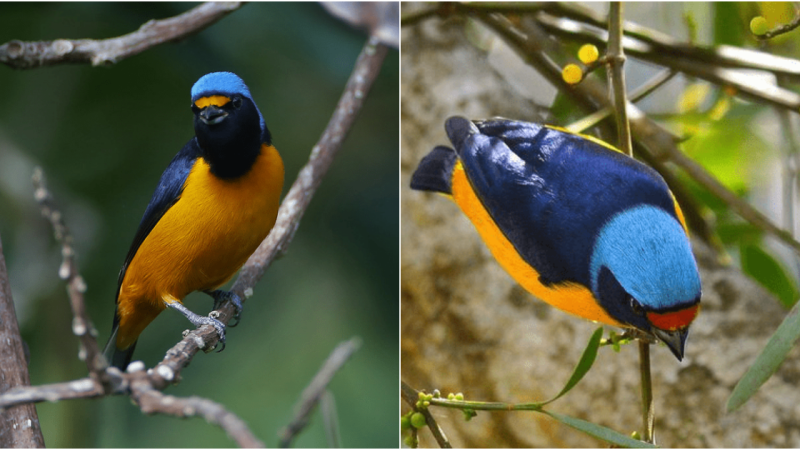 The Stunningly Vibrant Antillean Euphonia: A Melodious Beauty of the Caribbean