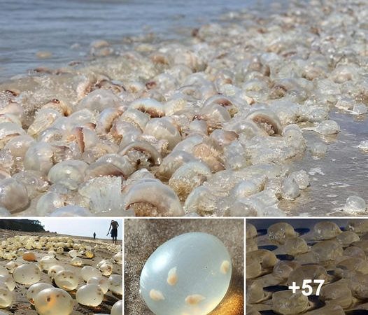 Thousands of Mysterious Eggs, Resembling Fish Roe, Wash Ashore, Sparking Speculation