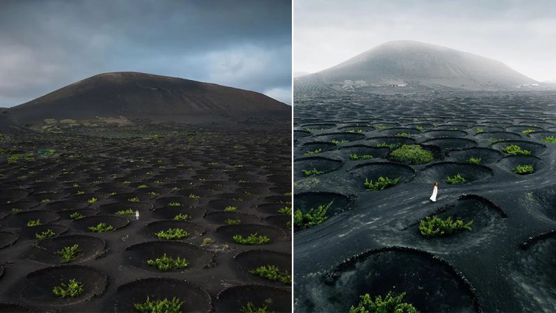 La Geria: Vine Plants in Volcanic Soil