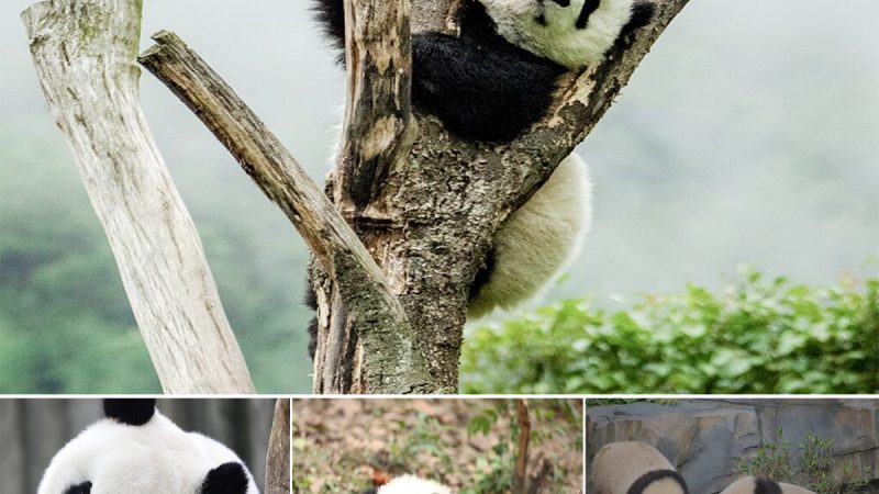 Pandas Make a Miraculous Comeback: No Longer Classified as Endangered in the Wild