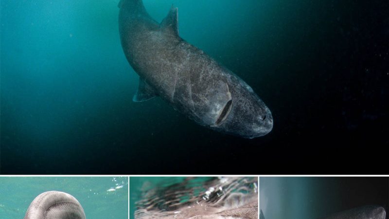 Strange Eel-Like Shark Once Inhabited Arctic Waters