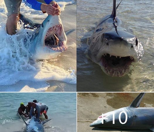 A Remarkable Beach Day: Rescuing a Majestic 10-Foot Mako Shark