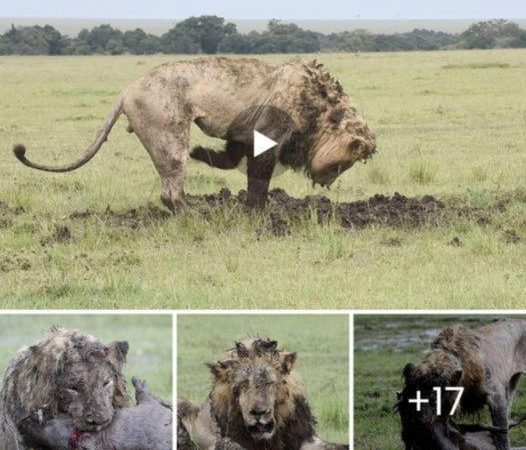 Nature’s Tenacity: Elderly Lion’s Tireless Effort Leads to Successful Warthog Hunt