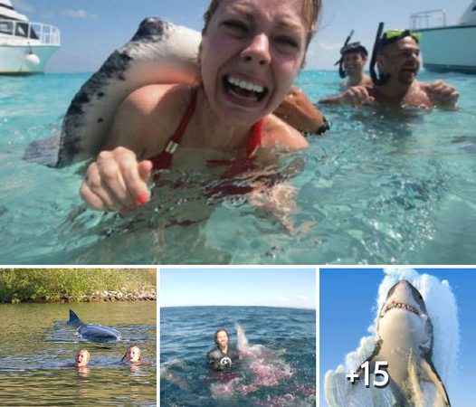 Exciting Encounter: Australian Great White Sharks Amaze and Astonish Swimmers