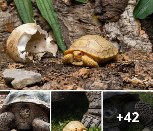 The Birth Of The First-Ever Giant Albino Tortoise In The Galápagos Islands: A Truly Adorable Marvel”