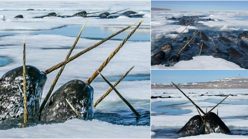 Narwhals: The Sea Creatures with “Treasures” More Precious Than Gold