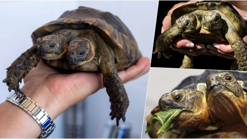 Nature’s Curiosity: Two-headed sea turtle cub discovered on South Carolina beach.