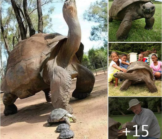 Jonathan is the longest turtle in the world, this turtle is 190 years old