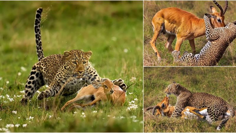 Rare Encounter: Photographer Captures Jaw-Dropping Moment of Leopard Hunting in Kenyan Reserve