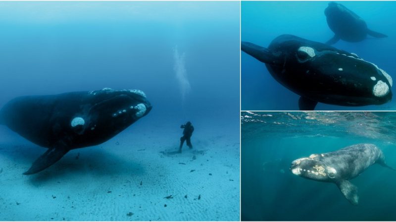 The Majestic Bowhead Whale: A Marvel of the Arctic Waters