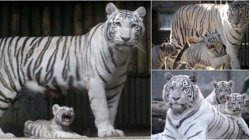 Rare White Bengal Tiger Cubs Born at ZOO Liberec Spark Naming Contest