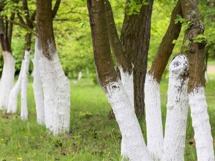 What’s the Reason Behind Painting Trees White