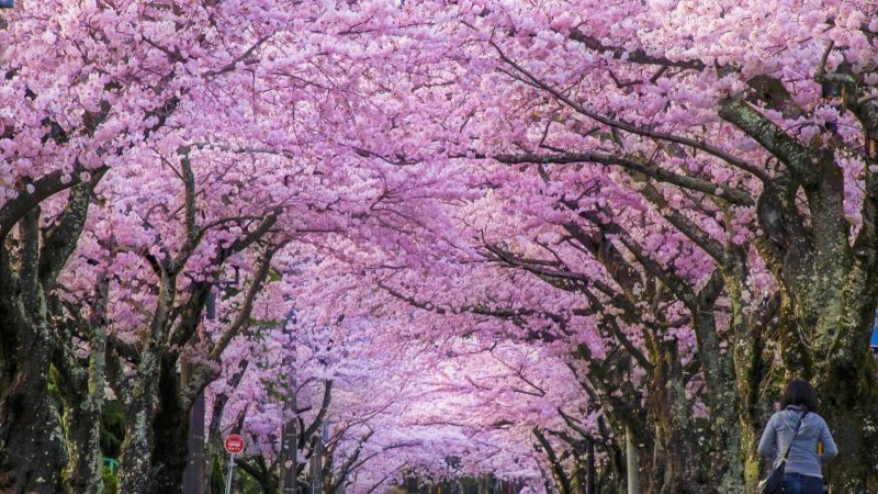 Cherry Blossom Road in Japan: A Journey Through Nature’s Pink Paradise